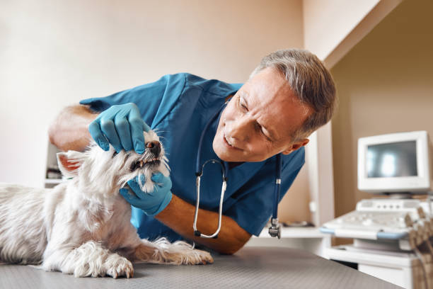 Best Emergency Broken Tooth Repair in University Heights, OH